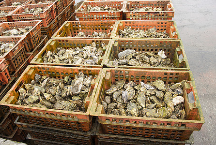 Yeseke在荷兰的牡蛎文化生长农场海鲜食品工业养殖板条箱海岸橙子图片