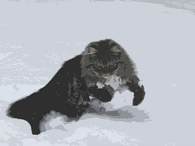 可爱的长毛虎斑猫咪在雪地里玩耍图片