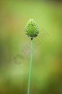 花宏观野花季节植物群紫色场地草地荒野花瓣蓝色图片