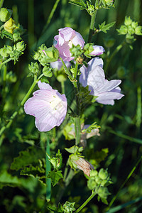 在绿草原上紧贴粉红色霍霍克花朵叶子植物花瓣粉色花朵草本植物植物群麝香绿色紫色图片