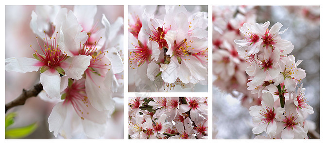 樱花花收藏雌蕊樱花宏观花瓣拼贴画正方形画幅园艺环境叶子图片