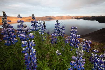 冰岛鲜花 闪亮多彩的生动主题草原国家森林蓝色野花农村场地美丽叶子草地图片