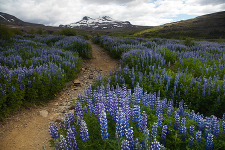 冰岛鲜花 闪亮多彩的生动主题土地环境草原美丽天堂种子荒野草地野花叶子图片