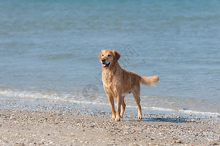 黄金再开采 Am Strand狼疮暴发户海洋儿子猎犬图片