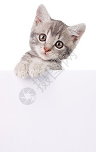 带白板的灰猫棕色小猫宠物木板招牌切割工作室灰色猫科动物背景图片