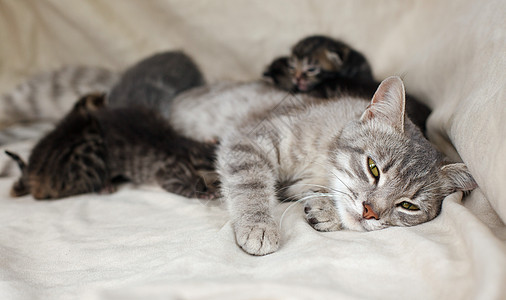 母猫喂小猫毛皮动物猫科婴儿棕色灰色说谎哺乳动物猫咪宠物图片