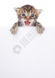 漂亮的小猫从一个空白的标志上偷看木板猫科白色条纹猫咪灰色标签动物棕色宠物图片