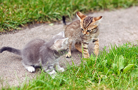 两只小猫玩婴儿动物虎斑哺乳动物毛皮猫科晶须好奇心绿色灰色图片