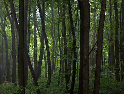 风雾中的绿树叶草林图片