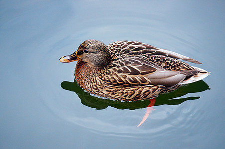 一只雌野鸭池塘游泳野生动物动物鸭子羽毛图片