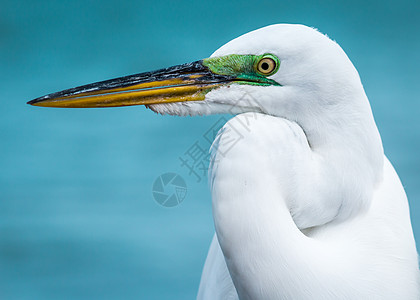 Egret 电子格雷特动物湿地鸟类假期海滩眼睛公园热带白色脊椎动物图片