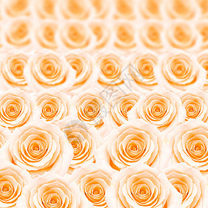 橙色玫瑰图案图片