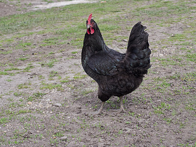 黑母鸡羽毛绿色农场动物黑色尾巴农业家禽红色女性图片
