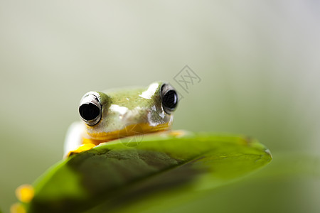 丛林中的飞青蛙 背景多姿多彩蹼状热带橙子野生动物捕食者动物两栖宠物动物群绿色图片