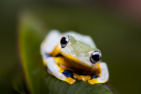 印多尼西亚的异教青蛙在丰富多彩的背景下转业宠物橙子捕食者两栖热带动物蹼状绿色野生动物动物群图片
