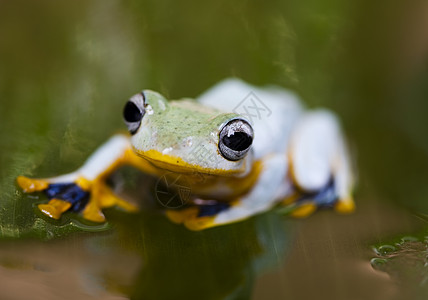 印多尼西亚的异教青蛙在丰富多彩的背景下转业捕食者绿色热带两栖动物橙子蹼状动物群宠物野生动物图片