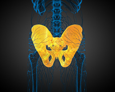 3D 骨盆骨的医学插图解剖学软骨子宫关节医疗骨盆密度股骨骨骼图片