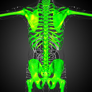 3d为骨骼的医学插图颅骨x光手臂解剖学肌肉腹部痛苦背景图片