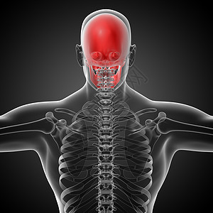 3d 提供头骨的医学插图枕骨上颌骨鼻音骨骼筛骨颅骨颧骨蝶骨下颌图片