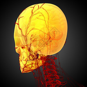 3d 提供头骨的医学插图筛骨鼻音骨骼下颌颧骨枕骨蝶骨上颌骨颅骨图片