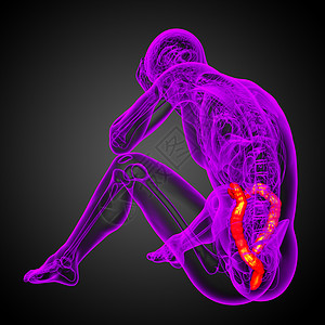 3d为人体肠道的医学插图解剖学冒号生物学疾病图片
