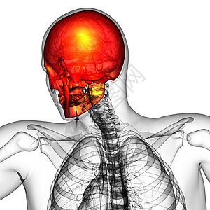 3d 提供头骨的医学插图颧骨下颌颅骨蝶骨鼻音筛骨骨骼枕骨上颌骨图片