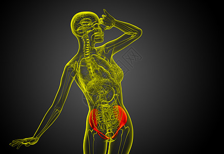 3D 骨盆骨的医学插图骨骼骨盆密度医疗子宫关节股骨软骨背景图片