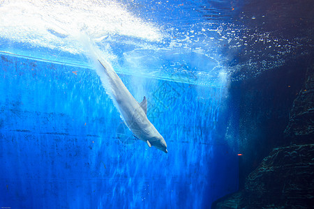 海豚生物海洋动物水池哺乳动物蓝色荒野游泳水族馆世界图片