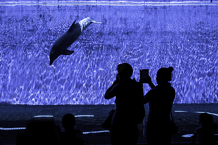 海豚生活水族馆蓝色生物野生动物世界游泳海洋荒野哺乳动物图片
