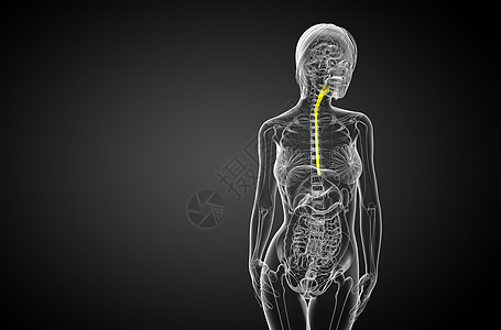 3d 显示食道的插图冒号胆囊附录舌头食管医疗膀胱图片