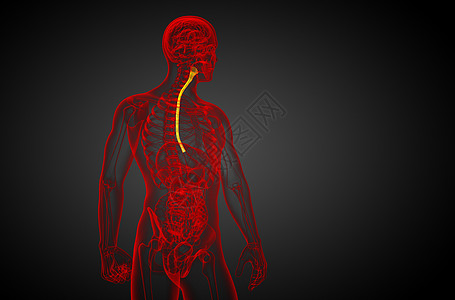 3d 显示食道的插图舌头附录食管冒号胆囊膀胱医疗背景