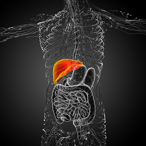 3d 提供肝脏的医学说明腹痛胆囊膀胱冒号胰腺医疗解剖学器官图片