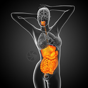 3d为人类消化系统提供医学说明胰腺腹痛癌症疼痛膀胱冒号解剖学胆囊图片