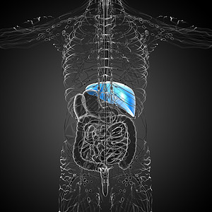 3d 提供肝脏的医学说明胆囊器官膀胱腹痛冒号胰腺解剖学医疗图片