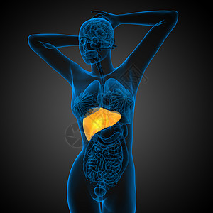 3d 提供肝脏的医学说明胆囊胰腺膀胱医疗器官解剖学腹痛冒号图片