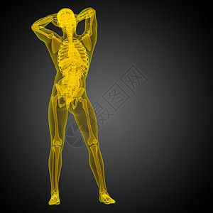 3d为人体解剖的医学插图身体器官骨骼冒号椎骨骨头背景图片