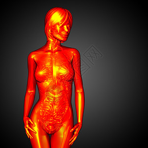 3d为人体解剖的医学插图冒号身体骨骼器官骨头椎骨背景图片