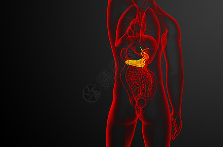 3d 向医生说明胆浆和锅炉胰腺胆道膀胱胆囊器官胰脏医疗图片