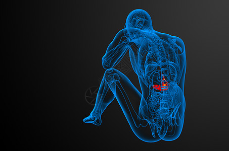 3d 向医生说明胆浆和锅炉膀胱医疗胆道胰腺胆囊器官胰脏图片