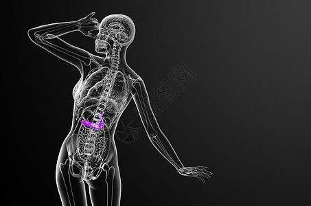 3d 向医生说明胆浆和锅炉胆囊膀胱器官医疗胰脏胰腺胆道图片