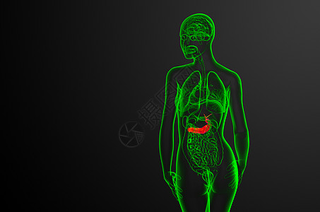 3d 向医生说明胆浆和锅炉胰腺胰脏膀胱器官胆囊医疗胆道图片