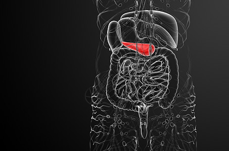 3d 向医生说明胆浆和锅炉胆道器官胰腺膀胱胰脏医疗胆囊图片