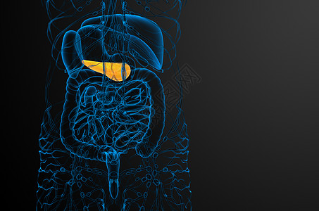 胆道镜3d 向医生说明胆浆和锅炉器官胰腺胆道膀胱胆囊医疗胰脏背景