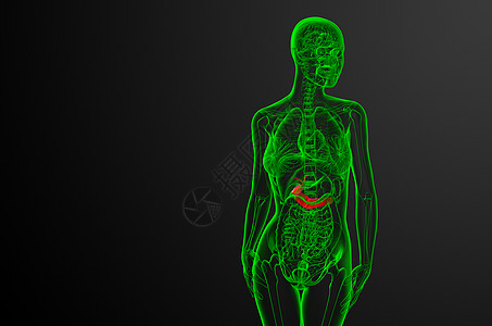 3d 向医生说明胆浆和锅炉胆道胰腺器官膀胱胆囊胰脏医疗图片