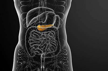3d 向医生说明胆浆和锅炉胰脏胆囊器官胆道医疗胰腺膀胱图片