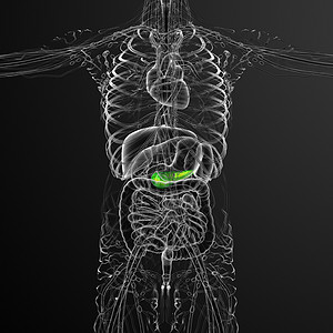 3d 向医生说明胆浆和锅炉胰脏器官胆道膀胱胰腺胆囊医疗图片