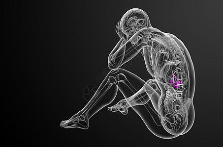 3d 向医生说明胆浆和锅炉医疗膀胱胰脏器官胰腺胆囊胆道图片