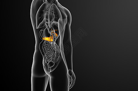 胆道镜3d 向医生说明胆浆和锅炉膀胱胆囊胰脏胰腺医疗胆道器官背景