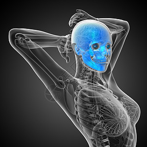 3d 提供头骨的医学插图颧骨蝶骨骨骼枕骨下颌颅骨鼻音上颌骨筛骨图片