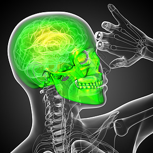 3d 提供头骨的医学插图颧骨枕骨骨骼筛骨蝶骨鼻音颅骨下颌上颌骨图片